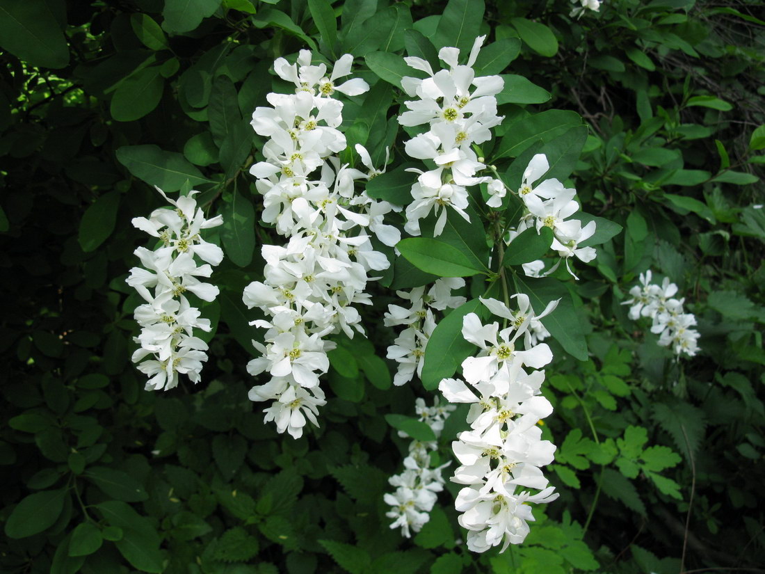 Image of Exochorda tianschanica specimen.