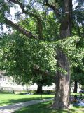 Ginkgo biloba. Нижняя часть кроны старого дерева. Австрия, Вена, Дворцовый парк Бурггартен. 17.06.2012.