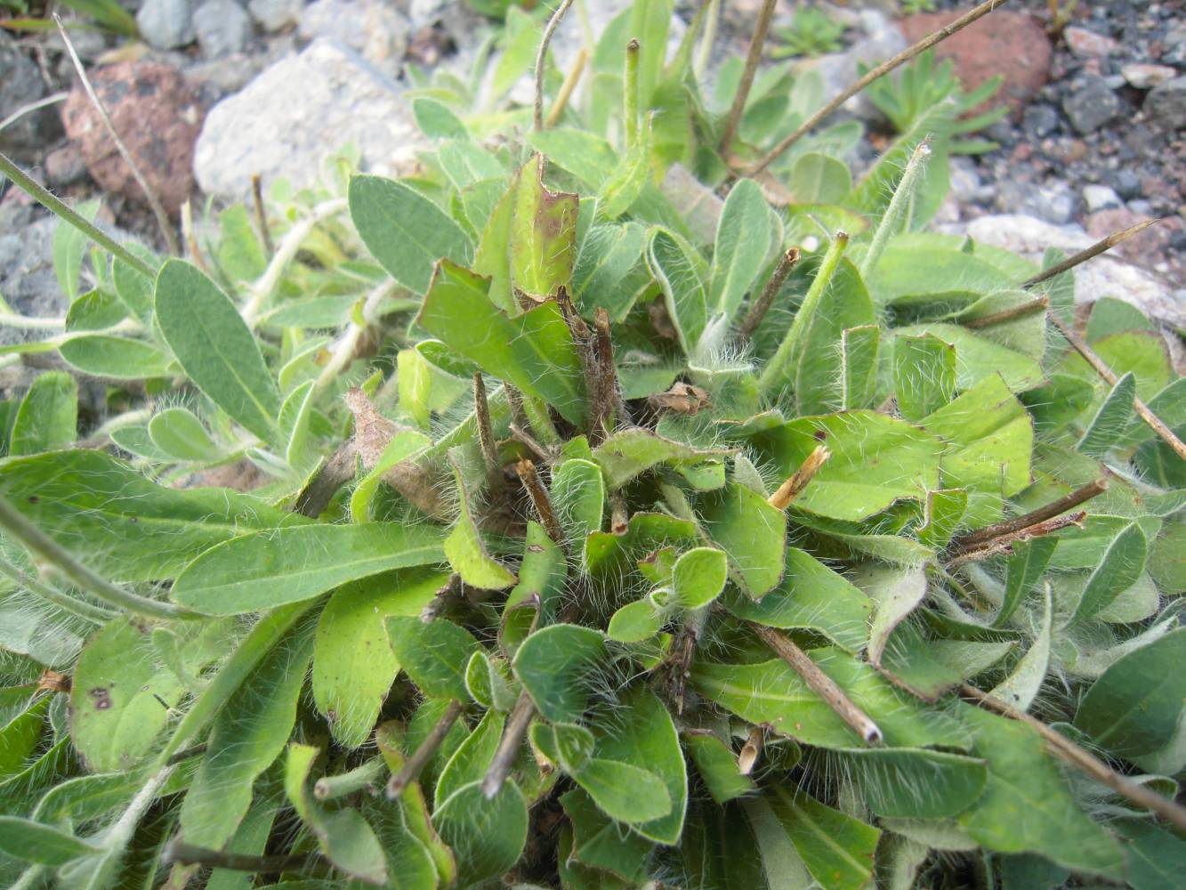 Image of Pilosella officinarum specimen.