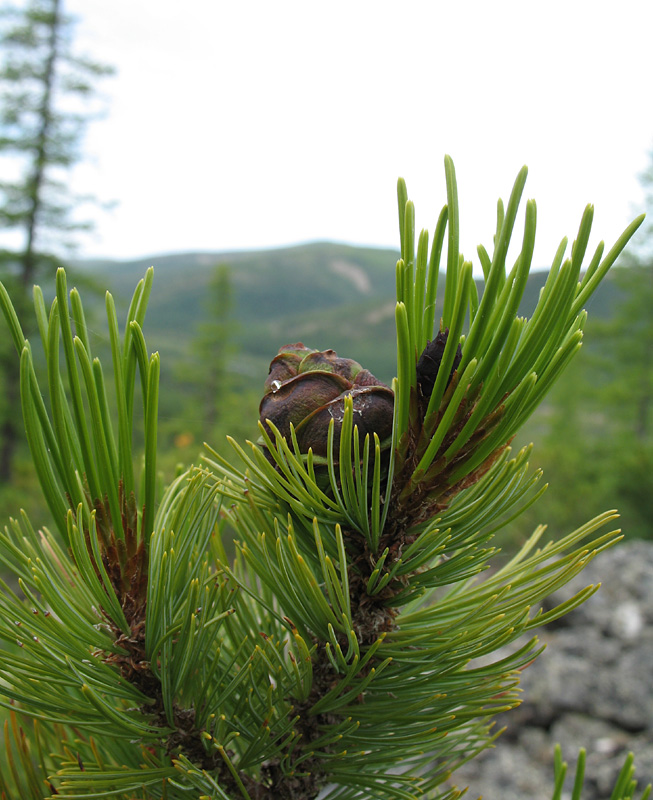 Изображение особи Pinus pumila.