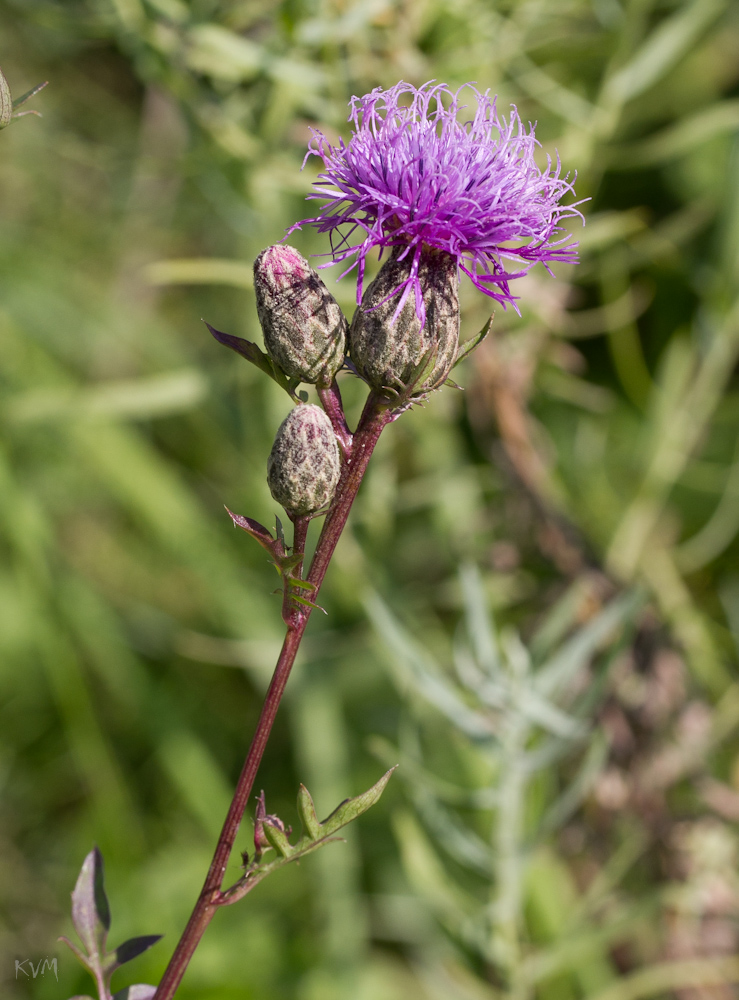 Image of Serratula coronata specimen.