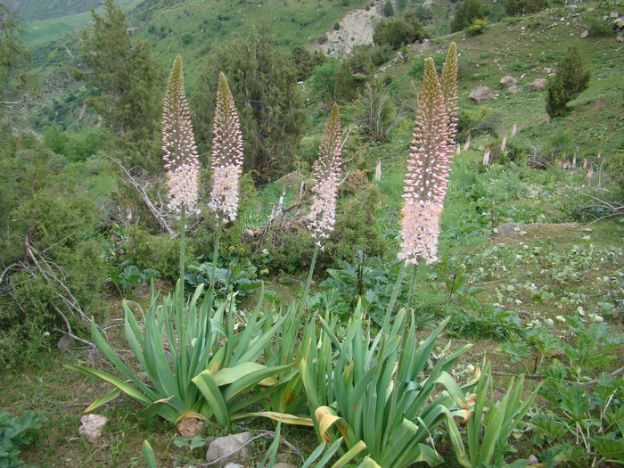 Изображение особи Eremurus aitchisonii.