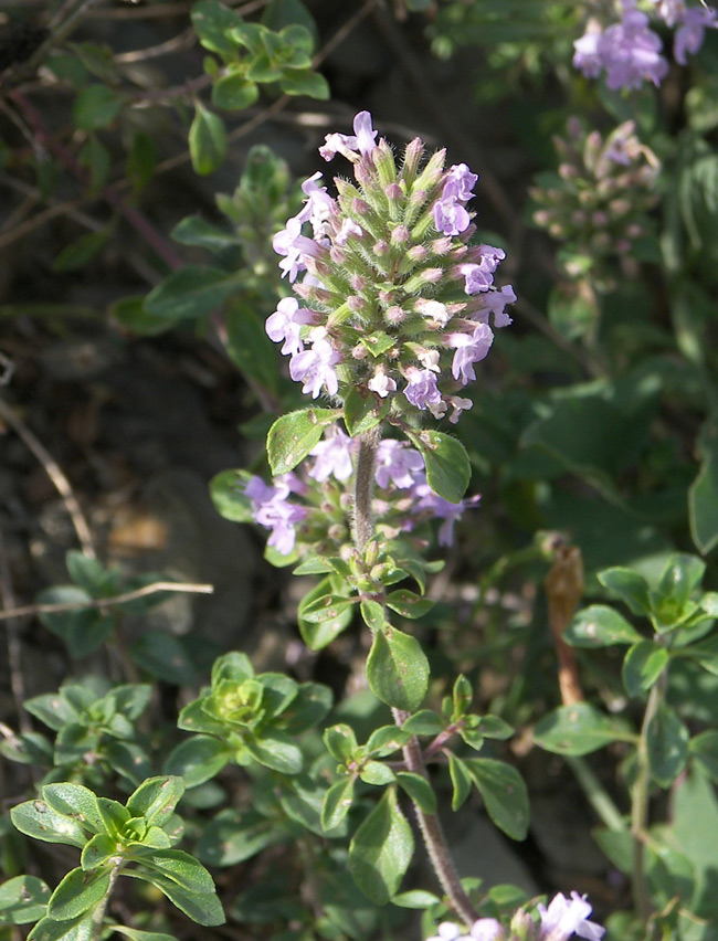 Image of Ziziphora clinopodioides specimen.