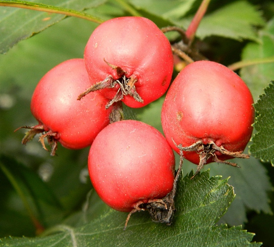 Изображение особи Crataegus submollis.