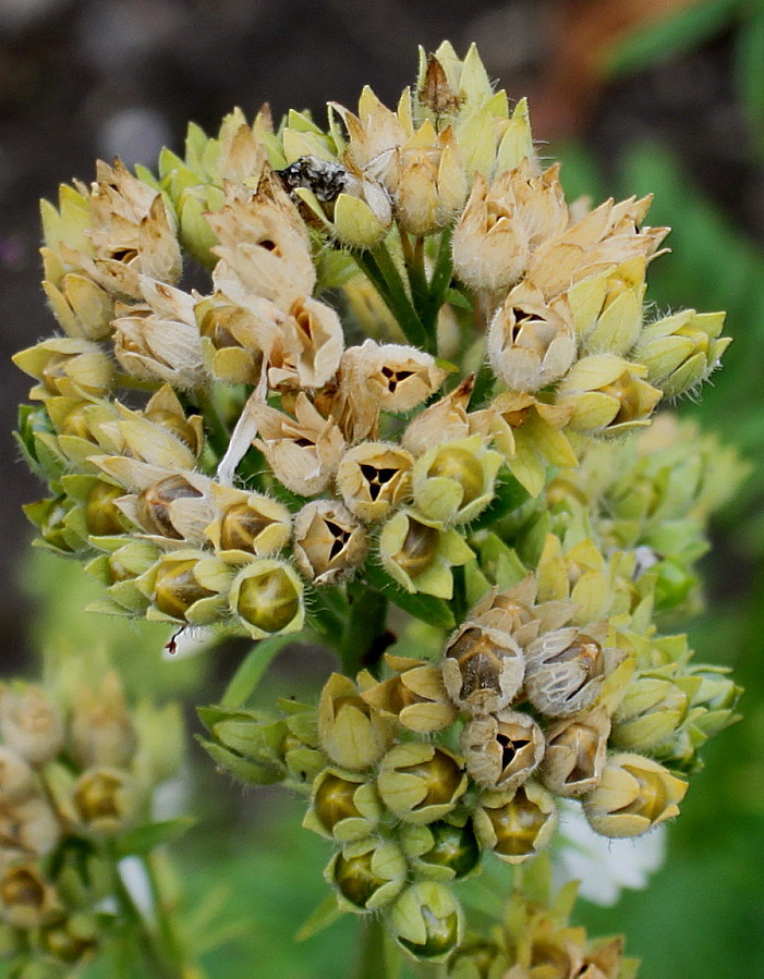 Image of Polemonium caeruleum specimen.