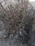 Echinops polyacanthus. Нижняя часть побега. Азербайджан, Лерикский р-н, окр. пос. Госмальян. 18.09.2012.