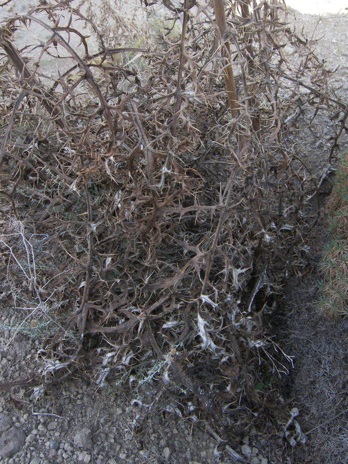 Image of Echinops polyacanthus specimen.