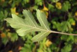 Crataegus sphaenophylla. Лист. Восточный Крым, г. Джан-Куторан. 16 сентября 2012 г.