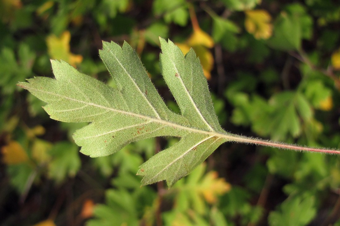 Image of Crataegus sphaenophylla specimen.