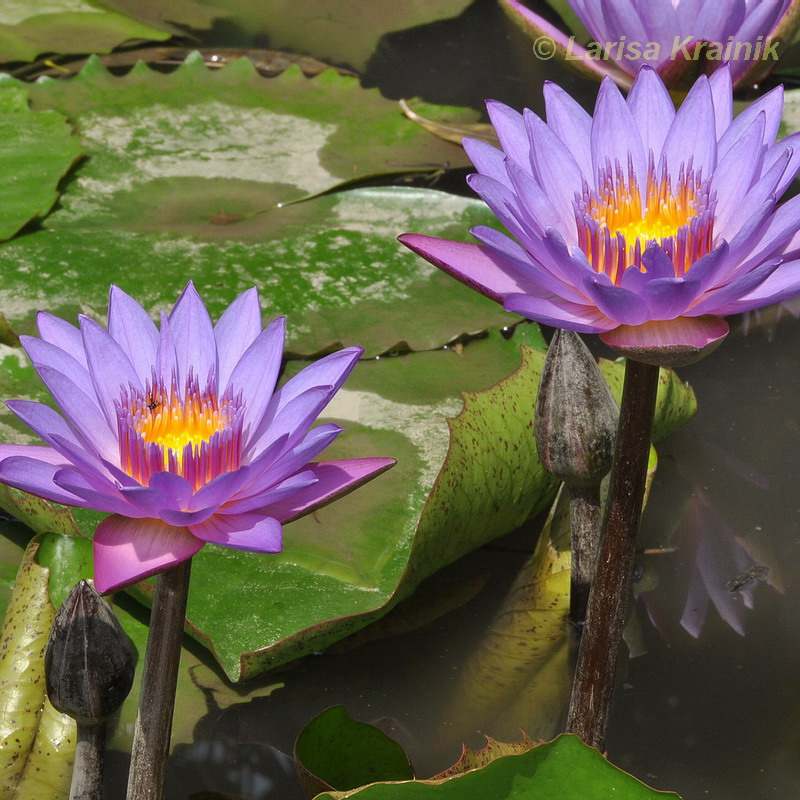 Изображение особи Nymphaea nouchali var. zanzibariensis.