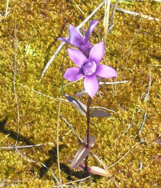 Image of Gentianella sugawarae specimen.