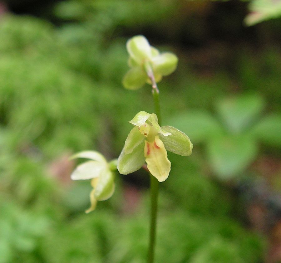 Изображение особи Ephippianthus schmidtii.