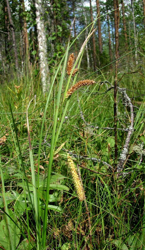 Изображение особи Carex &times; pannewitziana.