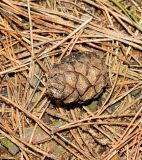 Image of taxon representative. Author is Евгений Спиваковский