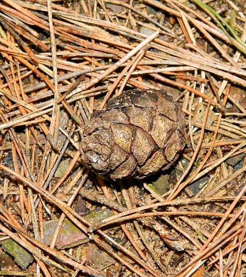 Изображение особи Pinus sylvestris.