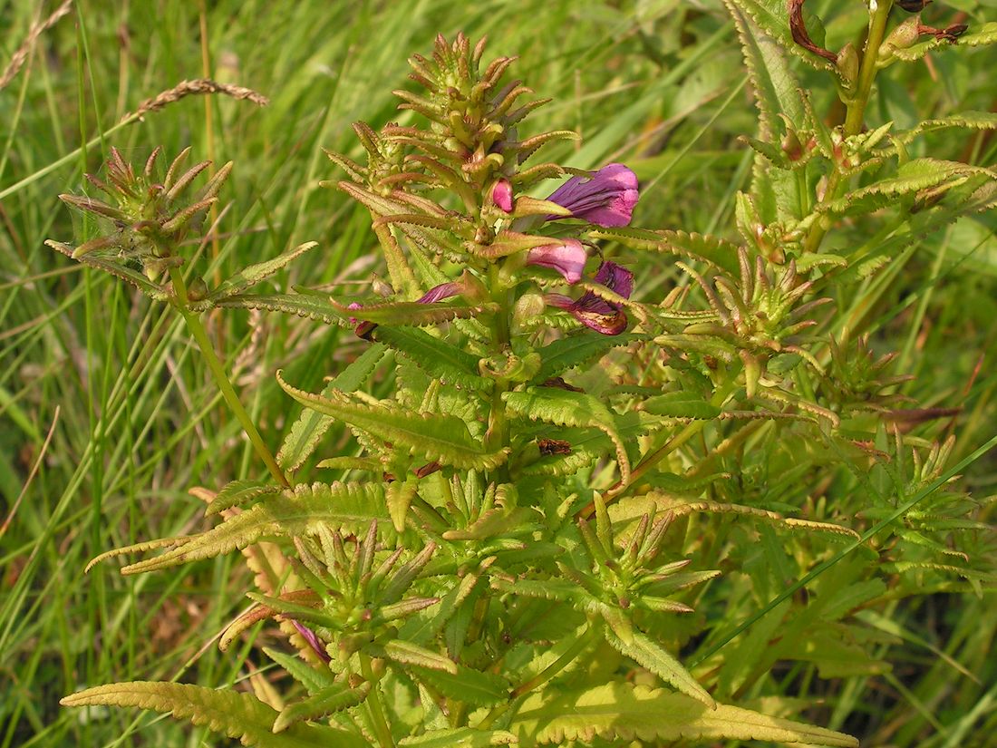 Изображение особи Pedicularis resupinata.