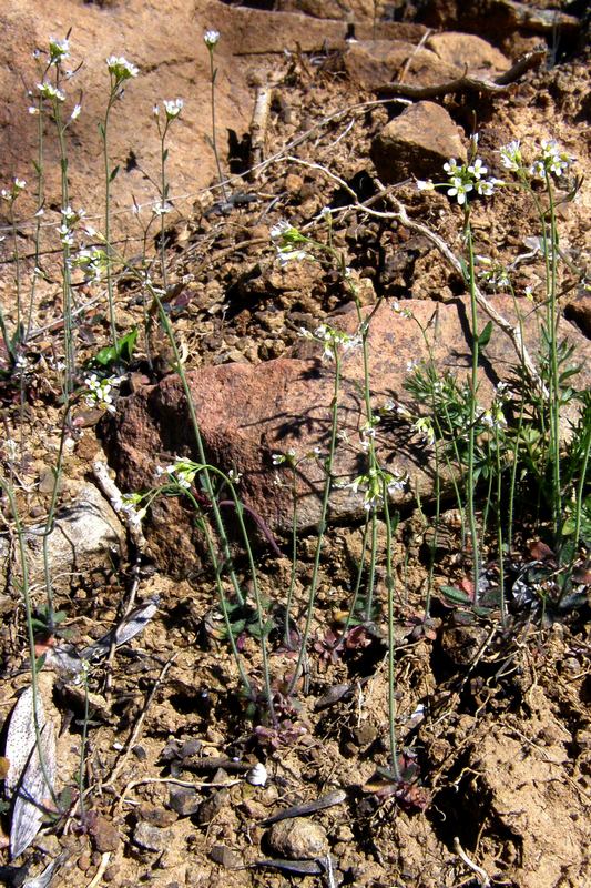 Изображение особи Arabidopsis thaliana.