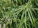 Cyperus involucratus