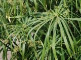 Cyperus involucratus. Верхушки побегов с соцветиями. Египет, Синай, Шарм-эль-Шейх, в культуре. 19.02.2009.