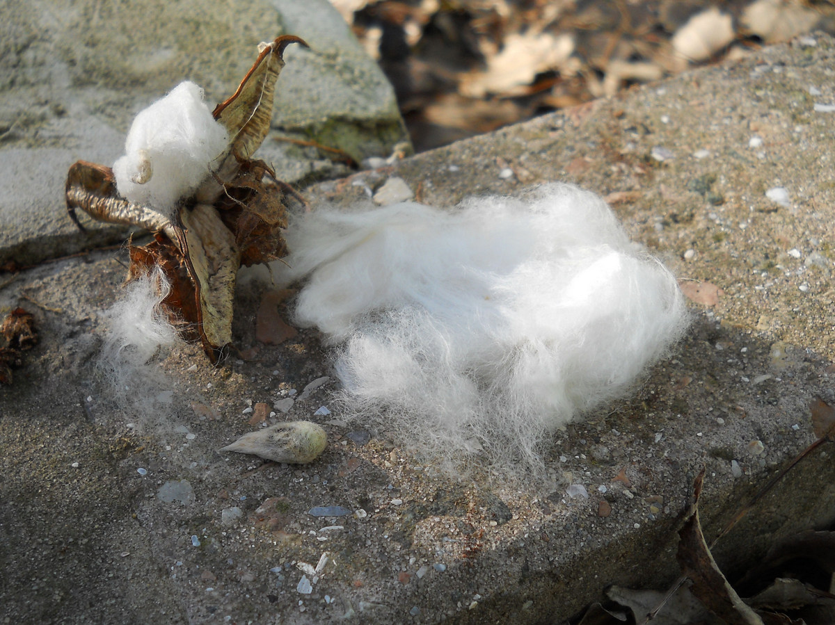 Image of Gossypium hirsutum specimen.