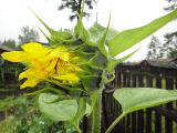 Helianthus annuus