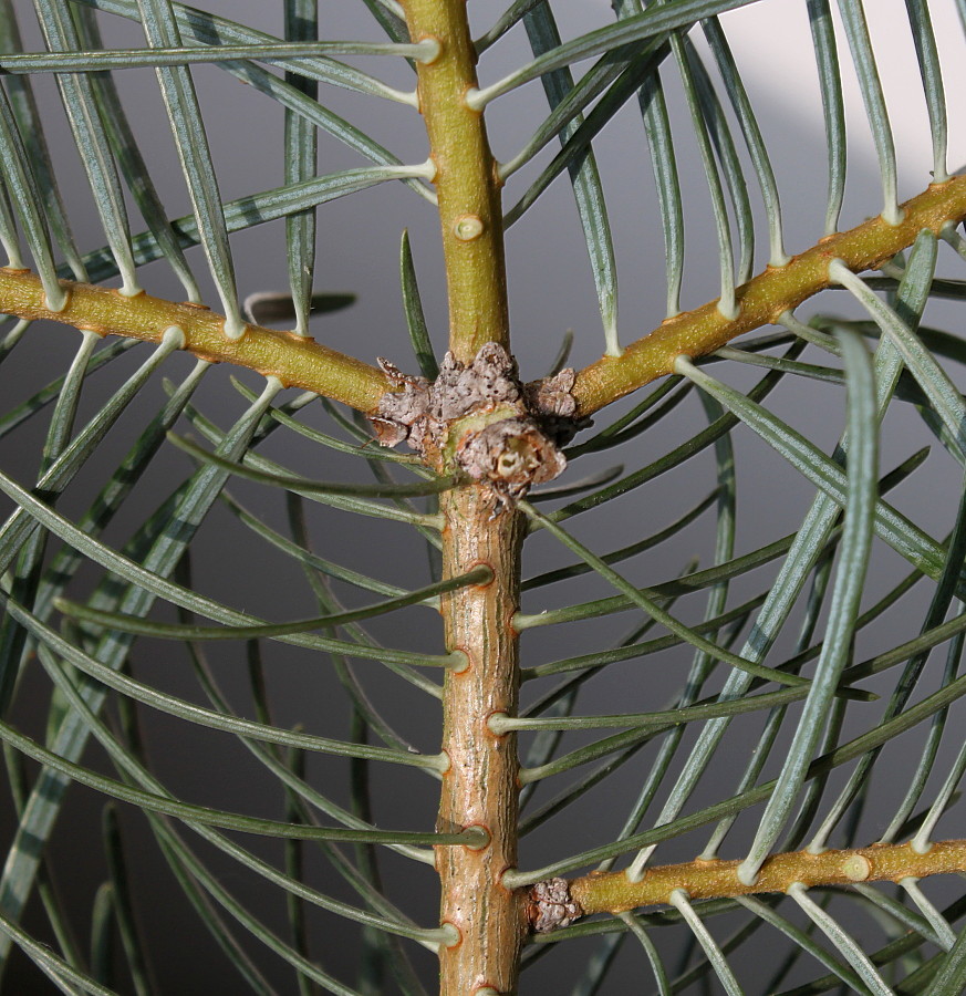 Image of Abies concolor specimen.