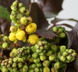 Mahonia aquifolium