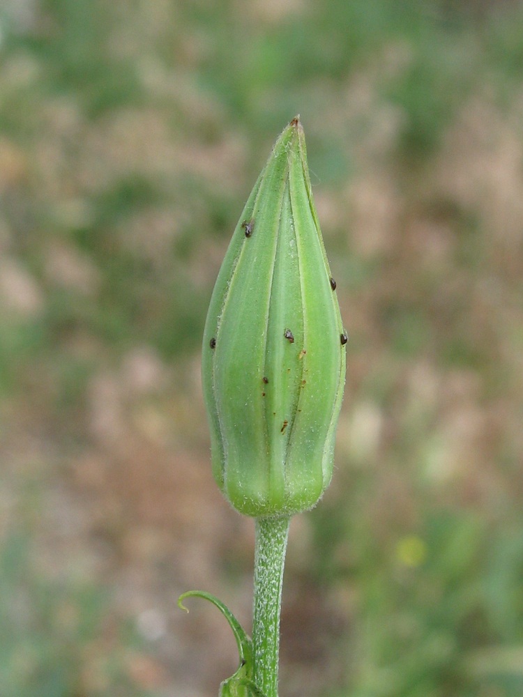Image of Tragopogon borysthenicus specimen.