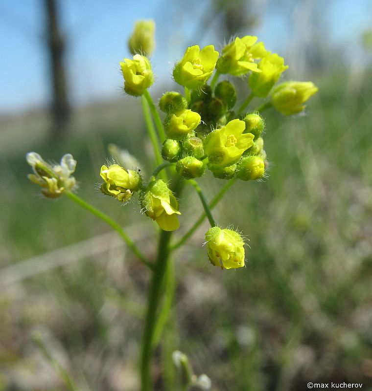 Image of Draba nemorosa specimen.