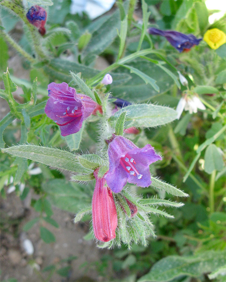 Изображение особи Echium judaeum.