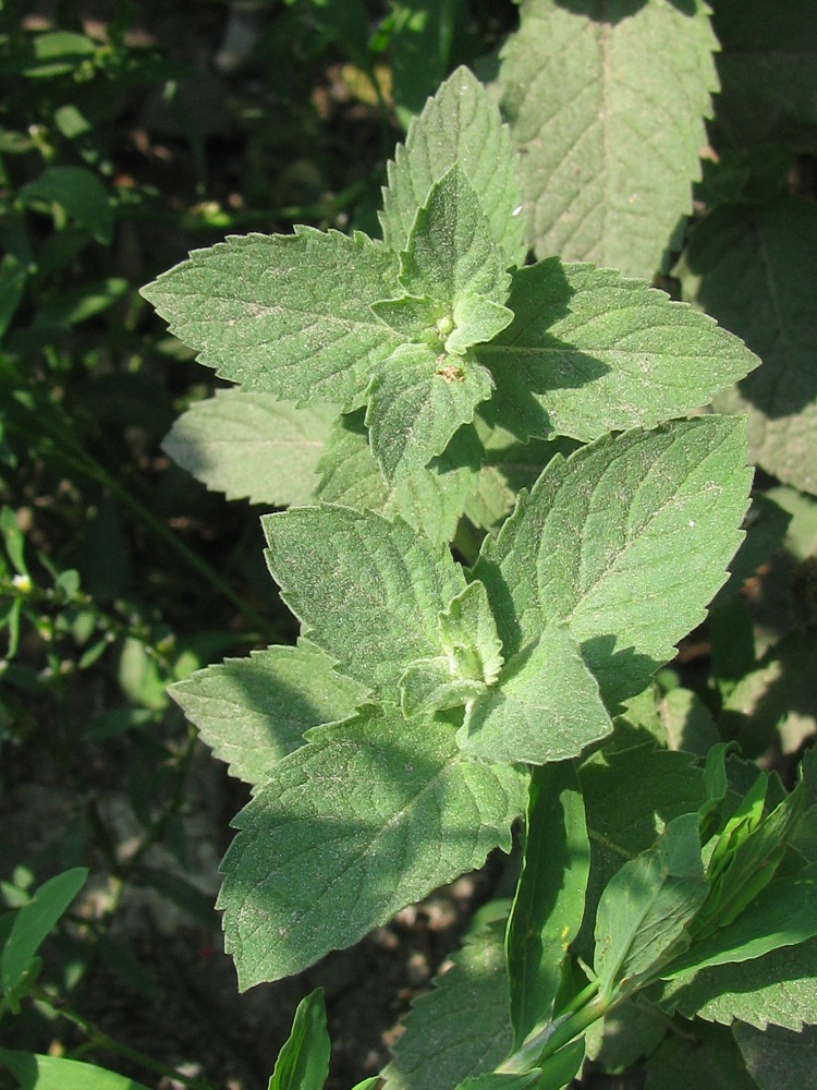 Изображение особи род Mentha.