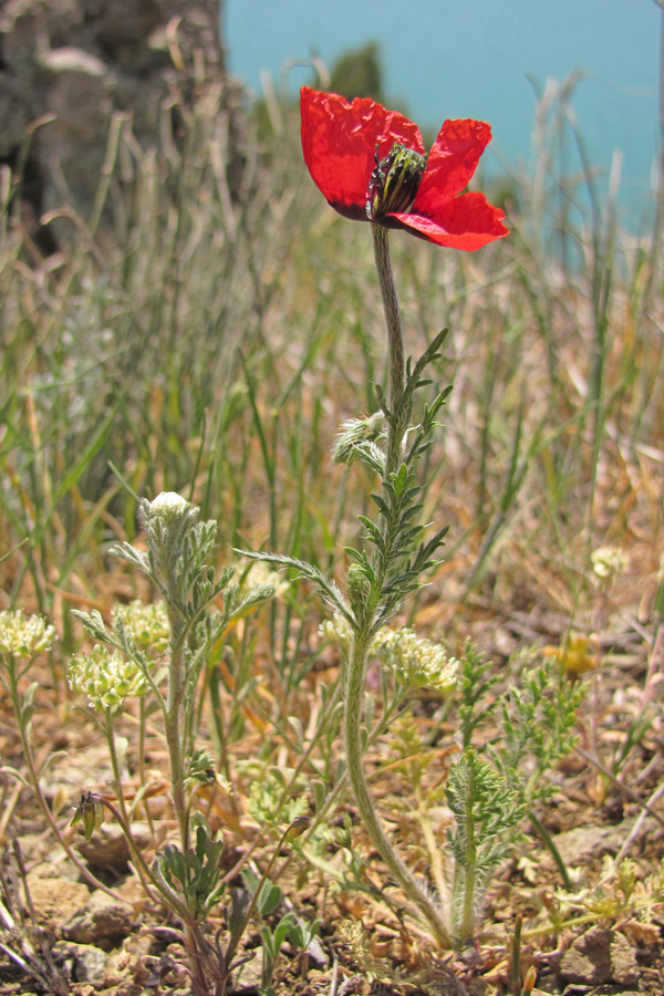 Изображение особи Papaver minus.