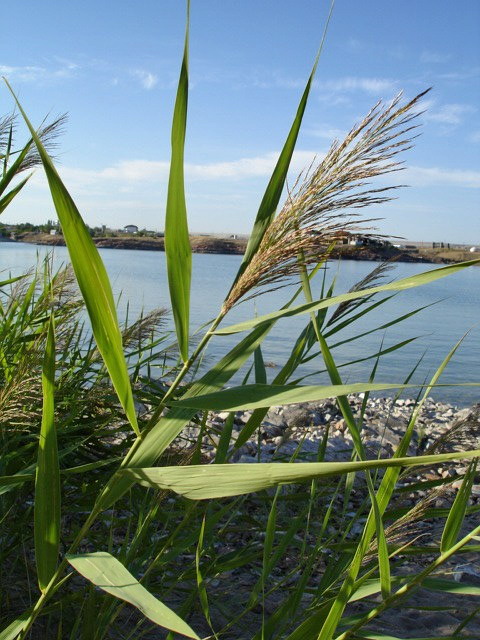 Изображение особи Phragmites australis.