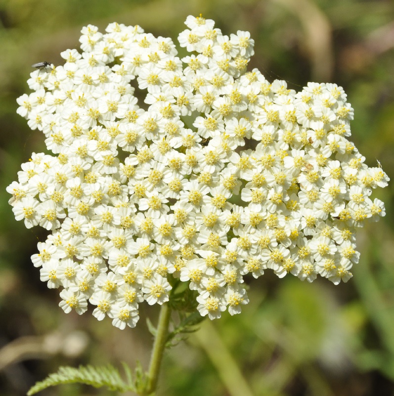 Изображение особи Achillea crithmifolia.