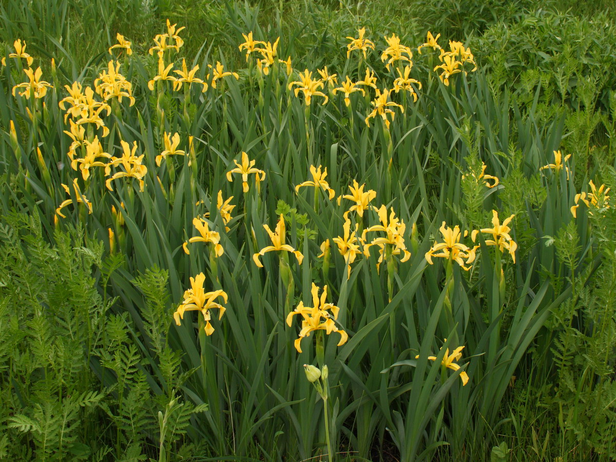 Изображение особи Iris halophila.