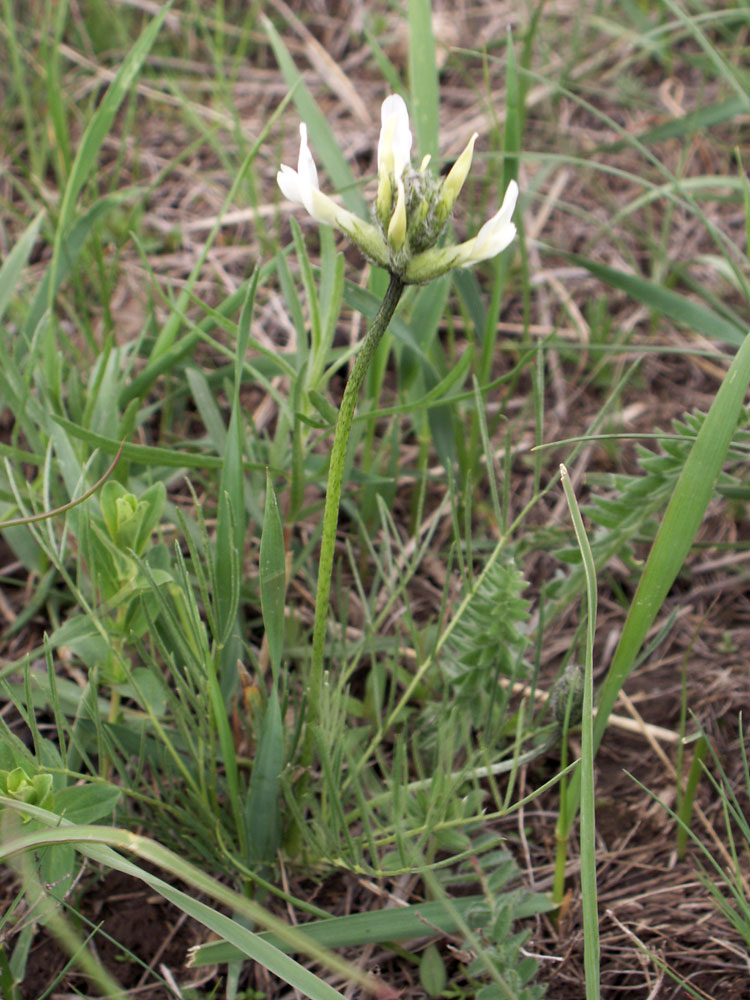 Изображение особи Astragalus angustissimus.