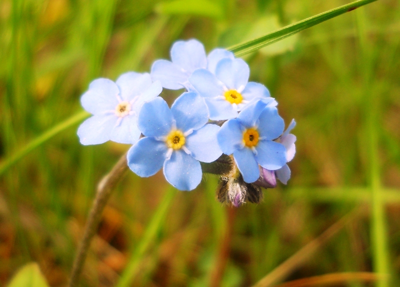 Изображение особи Myosotis imitata.