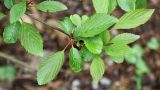 Viburnum farreri