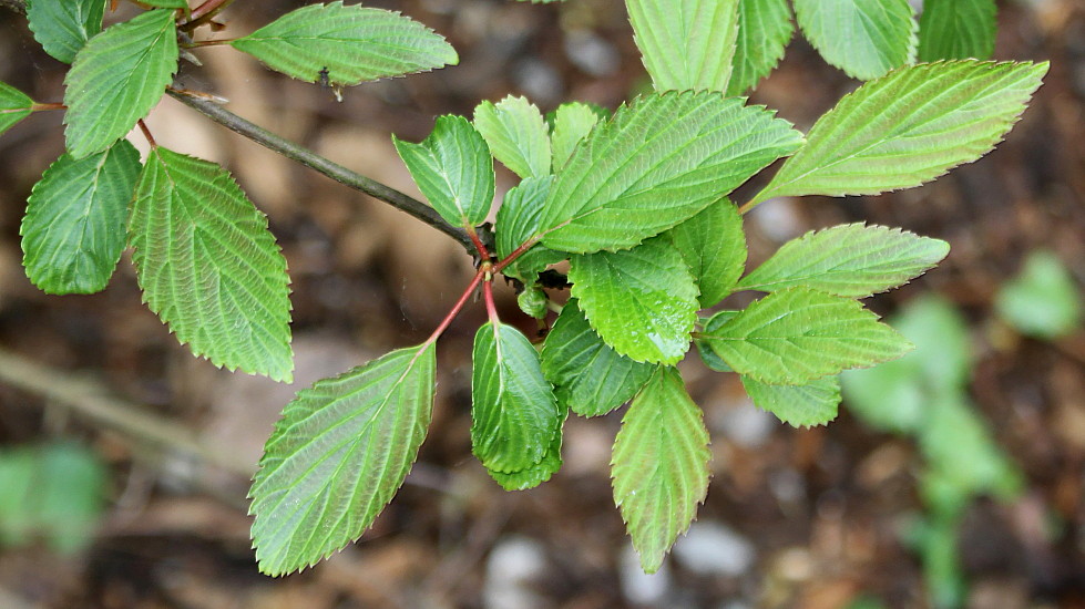 Image of Viburnum farreri specimen.