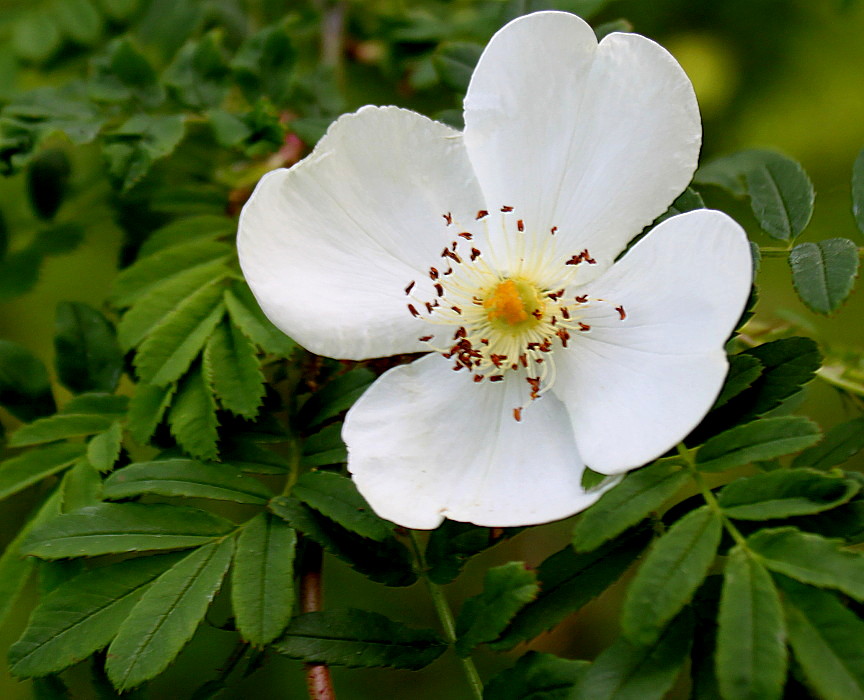 Изображение особи Rosa omeiensis f. pteracantha.