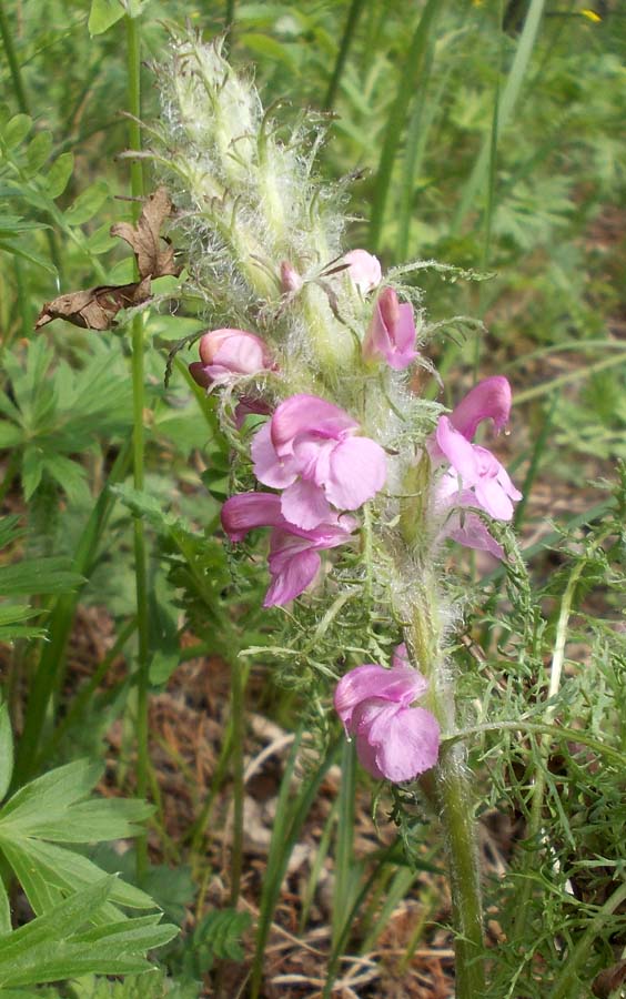 Image of Pedicularis rubens specimen.