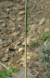 Poa sterilis
