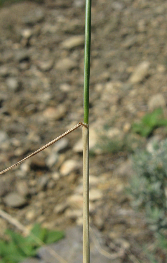 Image of Poa sterilis specimen.