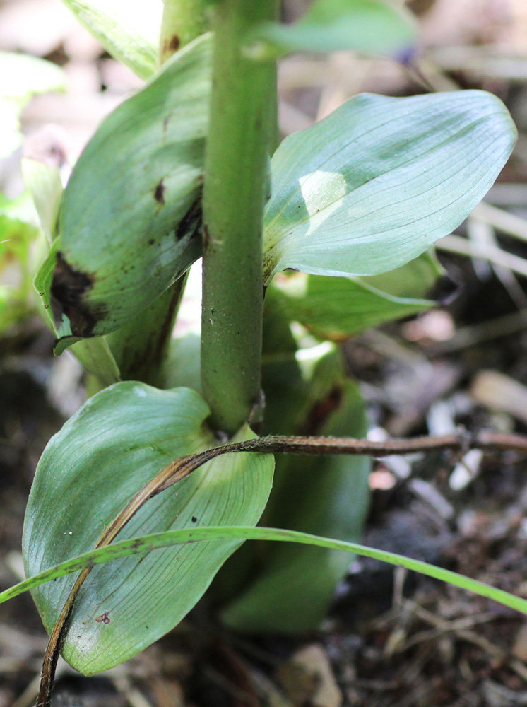 Image of Epipactis condensata specimen.