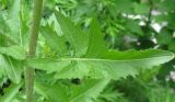 Sisymbrium loeselii