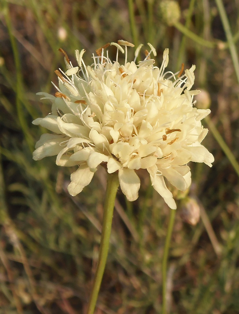 Изображение особи Cephalaria uralensis.