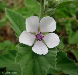 Althaea officinalis. Цветок. Украина, г. Киев, Южная Борщаговка, ул. Булгакова, берег пруда. 17 июля 2013 г.