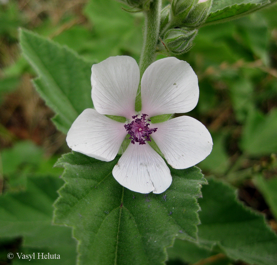 Изображение особи Althaea officinalis.