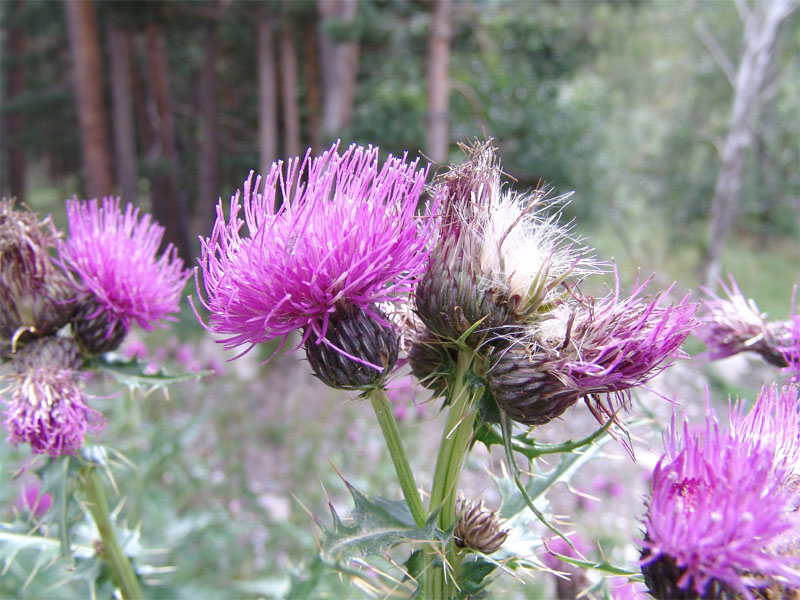 Image of Cirsium uliginosum specimen.