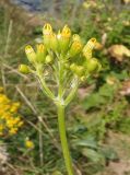 Senecio schwetzowii